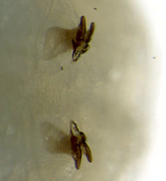 Pegomya solennis larva,  posterior spiracles,  dorsal